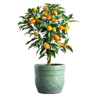 四季金桔树盆栽脆皮金桔开花结果橘子树带果发货适用客厅阳台庭院