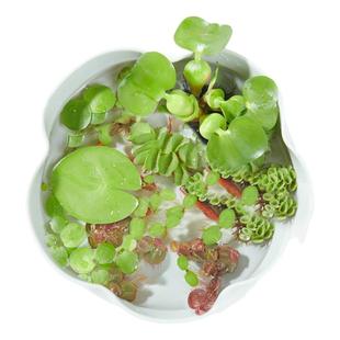 浮萍水草植物鱼缸水培一叶莲水葫芦水芙蓉古法养鱼造景增氧真水草