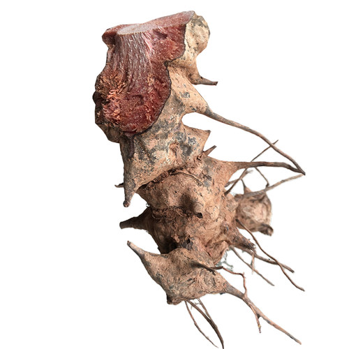 金刚藤头500g农家现挖新鲜菝葜铁菱角泡酒原料冷饭头铁刺苓金刚根