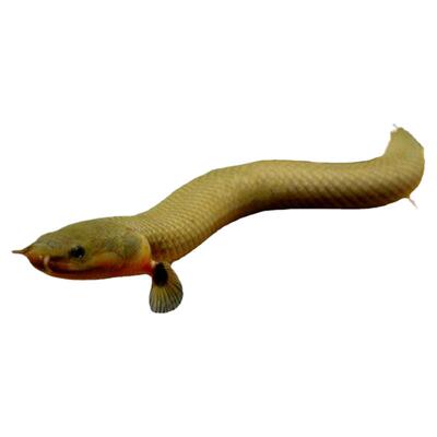 草绳恐龙草缸中大型观赏鱼