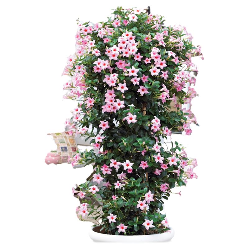 盆栽爬藤植物庭院阳台攀援花卉