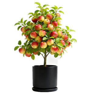 苹果苗盆栽地栽南北方庭院阳台红富庄蛇果嘎啦青苹果嫁接果树苗