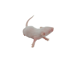 无菌活体小白鼠乳鼠开口红粉皮霜爬宠角蛙饲料喂龟虫食物猫粮包邮