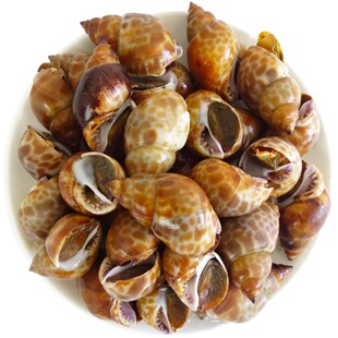 花螺4斤 鲜活冷冻香螺田螺小海螺东风螺猪螺大辉新鲜海鲜水产贝类