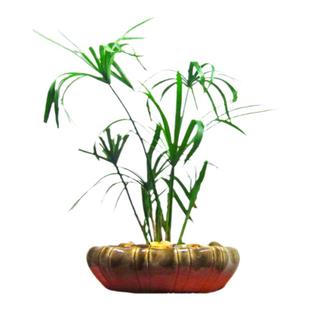 水竹养龟沼泽过滤旱伞草挺水水草养鱼庭院造景盆栽水生植物风车草