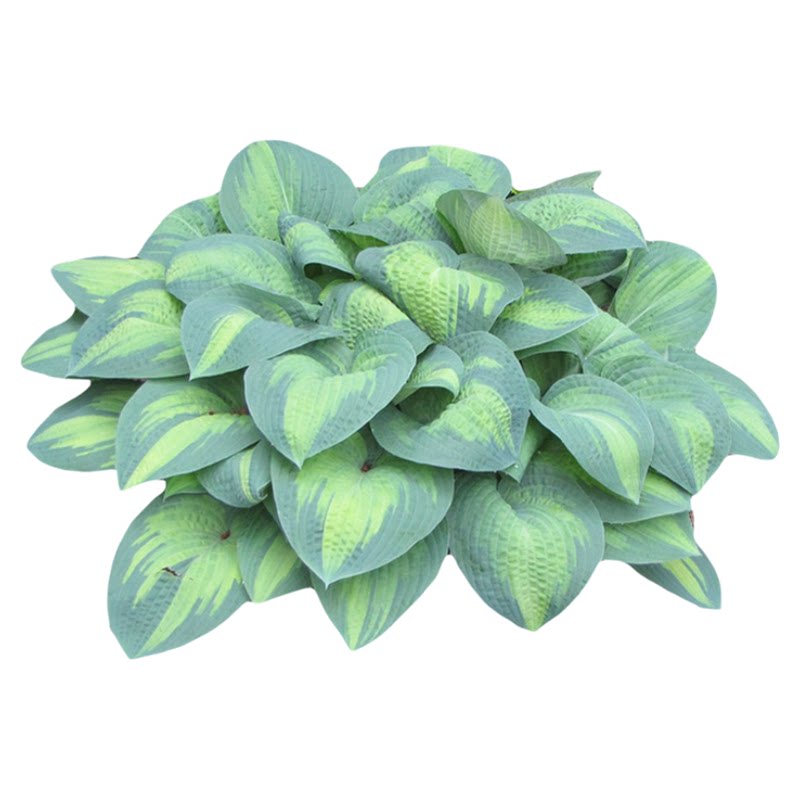 玉簪花苗盆栽多年生宿根庭院阳台花园植物耐阴耐寒绿植盆栽观叶花