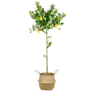 香水柠檬树树苗盆栽带果可食用阳台庭院种植四季结果广东青柠檬苗