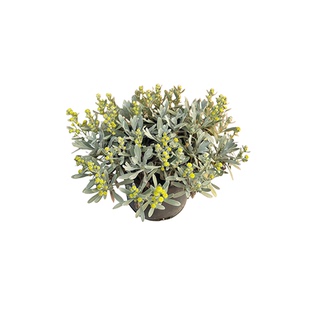 拾园记芙蓉菊大盆栽老桩银叶阳台庭院花园耐热寒四季常青绿植花卉