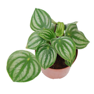 伴兮 椒草系列椒草锦西瓜皮椒草斑马红宝石室内观叶绿植ins风盆栽