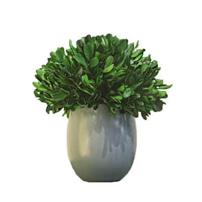 客厅玄关装饰免打理永生植物