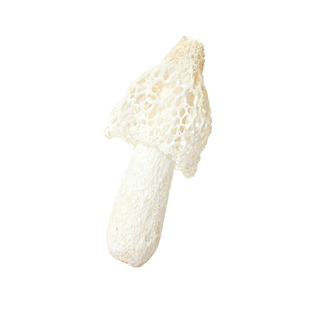 竹荪干货无裙竹笙菇当季货孙菌贵州织金特产非特级野生