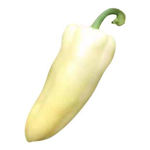 白富美白辣椒种子超辣小辣椒椒种籽春秋四季大棚盆栽泡椒蔬菜种孑