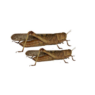 东亚飞蝗活体晾晒 蝗虫干 蚂蚱干 蝗虫 蚂蚱 蚱蜢粉 鸟鱼饲料添加