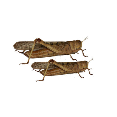 新鲜蚂蚱干无任何添加无盐