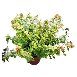 盆栽新款地栽灌木金叶大花六道木耐热耐寒多年生庭院阳台花卉植物