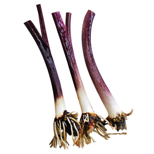 紫芋苗水培沼泽过滤水生挺水植物鱼缸鱼池龟池河道阳台庭院耐阴