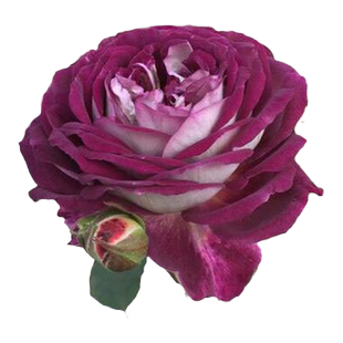 合唱团月季花苗特大花浓香暗紫色灌木丰花玫瑰苗盆栽