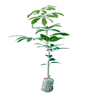 荔枝树大苗冰荔枝嫁接苗无核荔枝仙进奉荔枝庭院南方种植果树