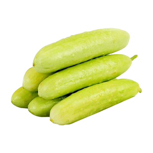 海阳白玉黄瓜种子种苗旱脆寒玉水果黄瓜苗籽种春四季蔬菜种子苗秧