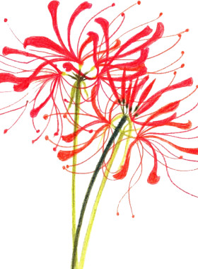 玫瑰曼珠沙华盆栽四季花卉石蒜