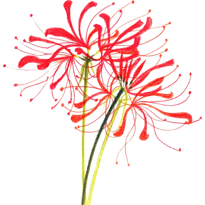 玫瑰曼珠沙华盆栽四季花卉石蒜