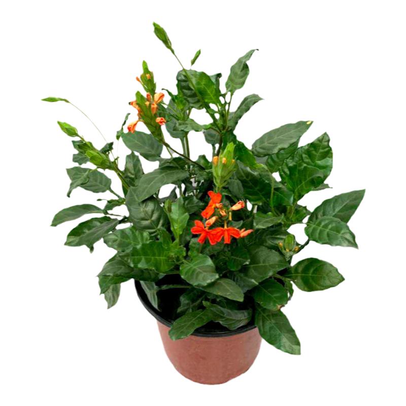 鸟尾花盆栽室外阳台花卉生花木本观花植物原土带盆带花苞多年生苗