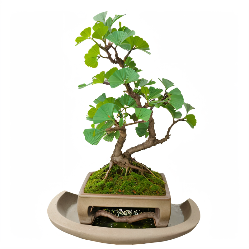 银杏种子四季树盆栽植物种植花卉