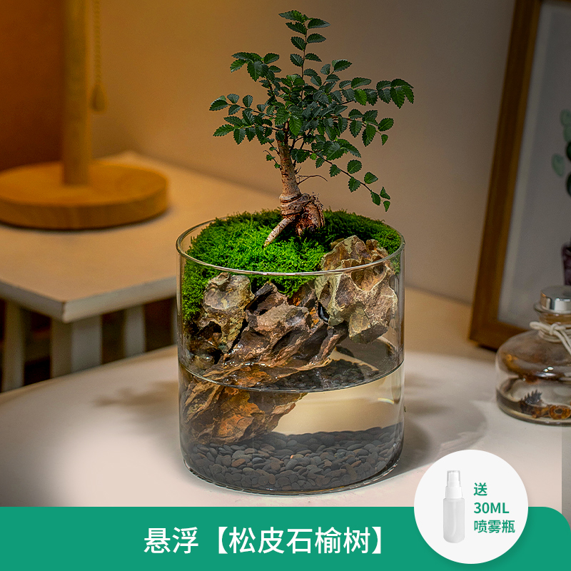 生态瓶苔藓微景观桌面盆栽青苔造景绿植物闷养鱼缸办公室水培摆件