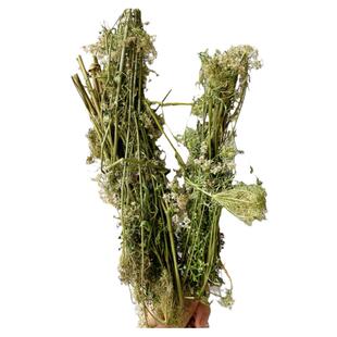 晒干野胡萝卜草干 带根 中药材整株南鹤虱草采纯天然新鲜洗澡去痒