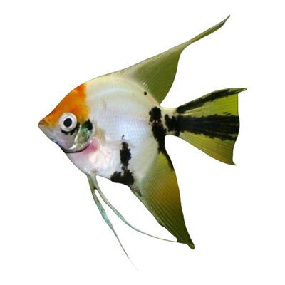 红头三色神仙观赏鱼活体