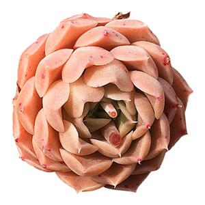 控养多肉组合 多肉植物肉肉植物桃蛋冰玉血罗钱串乌木梦露陌上花