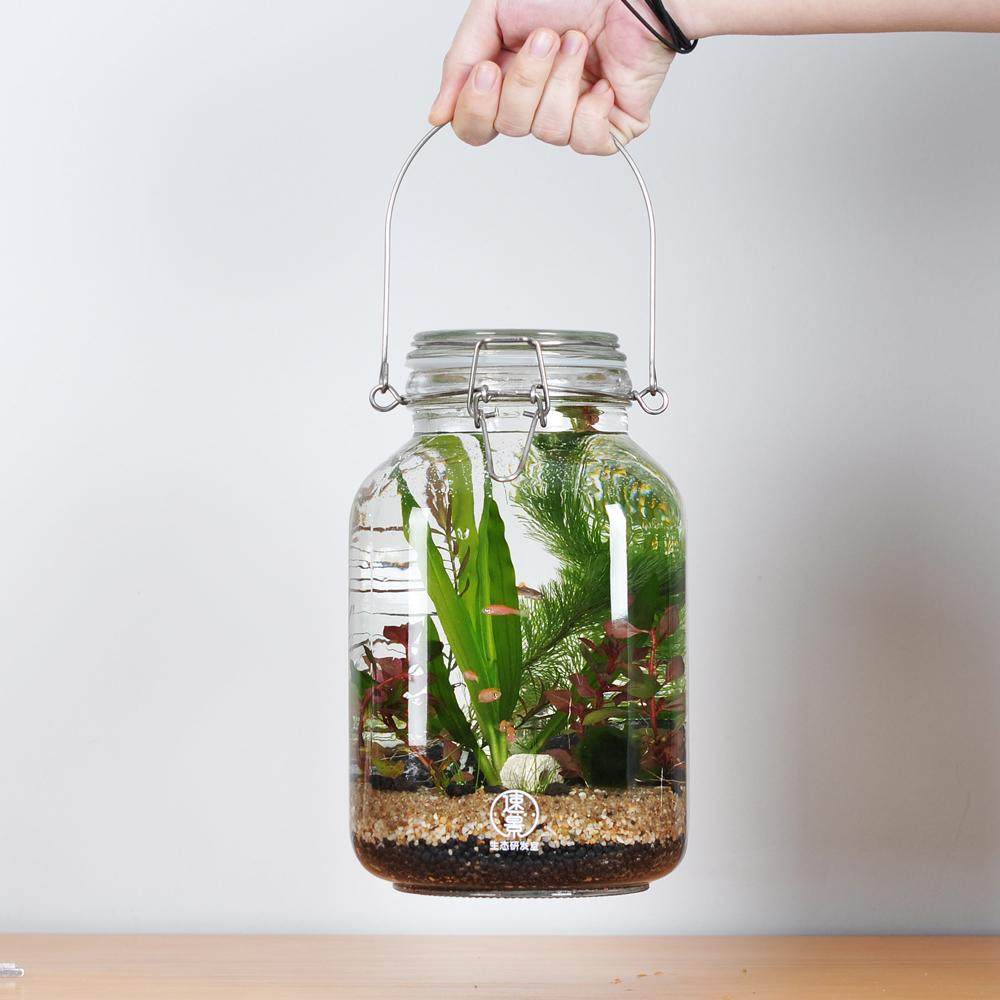 生态瓶微景观鱼造景斗鱼玻璃缸水族办公桌面客厅创意观赏免换水