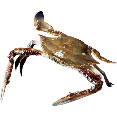 【5斤特大7-9两/只】舟山梭子蟹