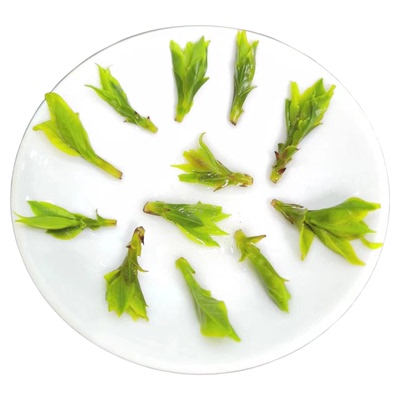 高端嫩芽特级青山绿水小叶苦丁茶