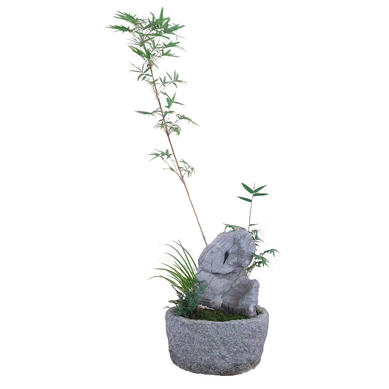 红观音竹子盆栽桌面绿植净化空气