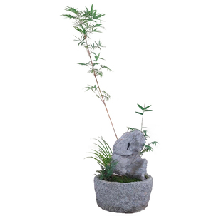 竹子盆栽红观音竹室内外阳台办公桌面绿植净化空气观赏花卉小盆景