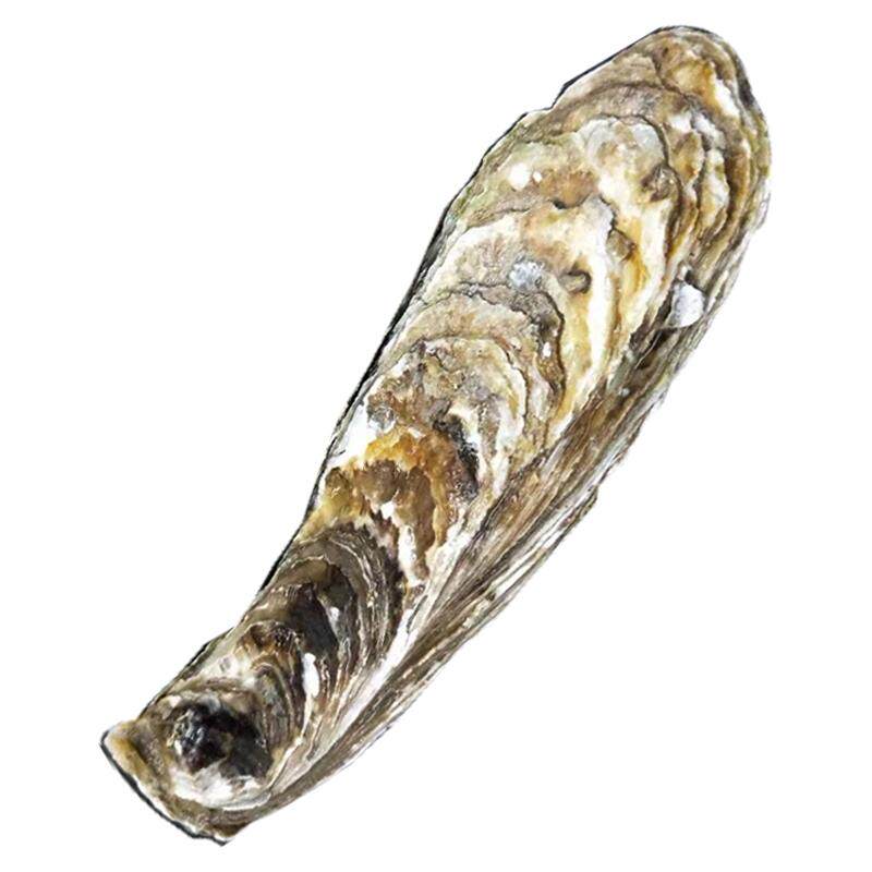 大蚝王8XL鲜活惠号生蚝