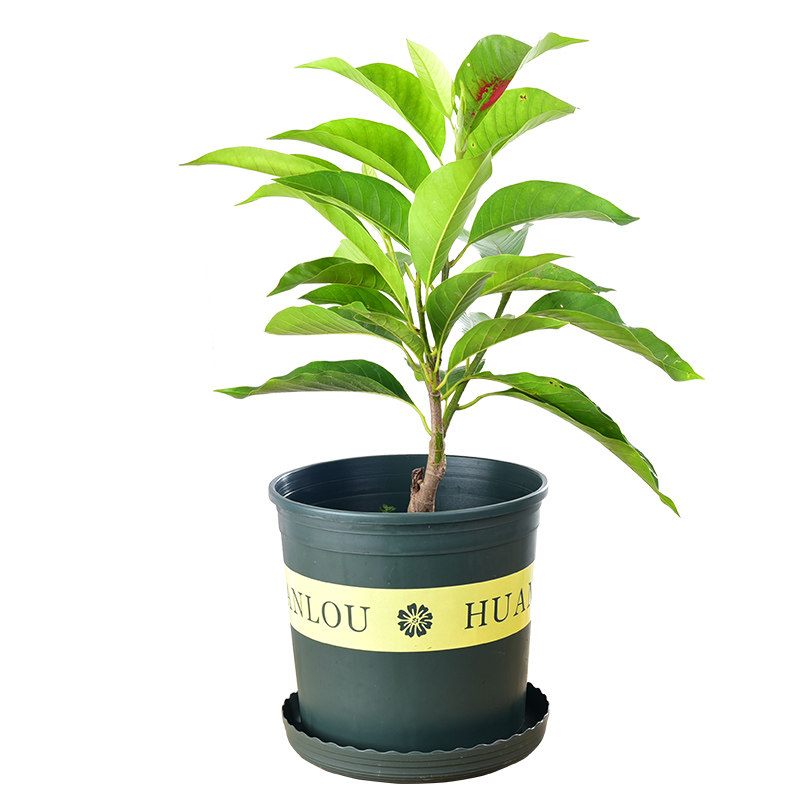 缅甸新品种-黄兰花 比白兰花更香浓  庭院盆栽 黄缅桂 开花植物
