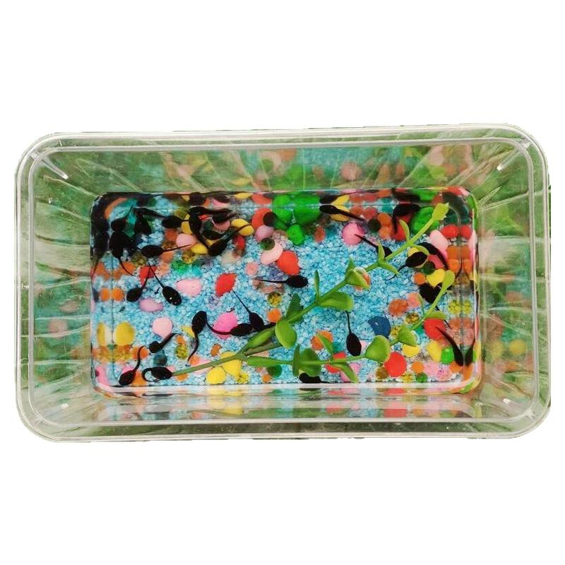 水族宠物小蝌蚪饲料青蛙