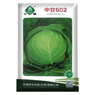 甘蓝种子圆白菜卷心白菜种籽四季播种热夏甘兰籽种籽洋白菜种子