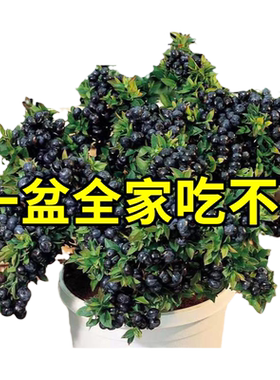 蓝莓树果苗盆栽原土带叶四季种植