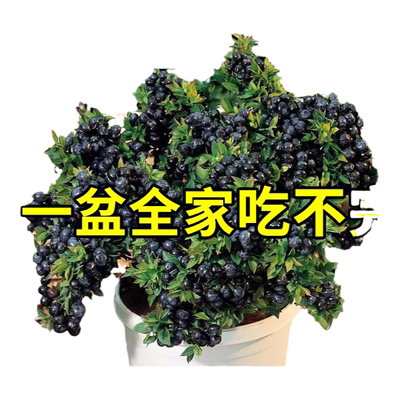 蓝莓树果苗盆栽原土带叶四季种植