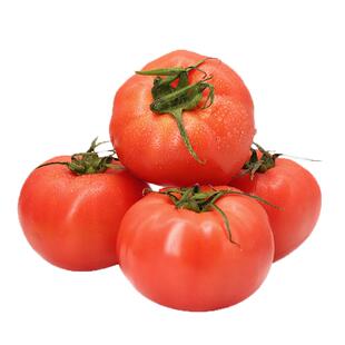 【槿馐】西红柿500g新鲜大番茄沙瓤可生吃自然熟孕妇水果农家自种