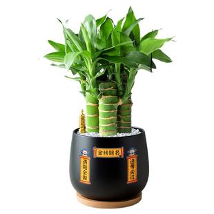 高考金榜题名水培文昌竹小盆栽步步高富贵竹室内桌面绿植花卉四季