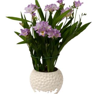 虹越香雪兰进口小苍兰种球香味花卉多年生易复花园艺新手球根植物