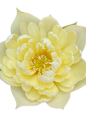 海蒂的花园 碗莲种藕荷花水培植物多年生水生花卉莲花水养裸根苗