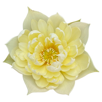 海蒂的花园 碗莲种藕荷花水培植物多年生水生花卉莲花水养裸根苗