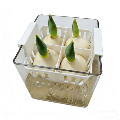 进口水培郁金香种球土培盆栽