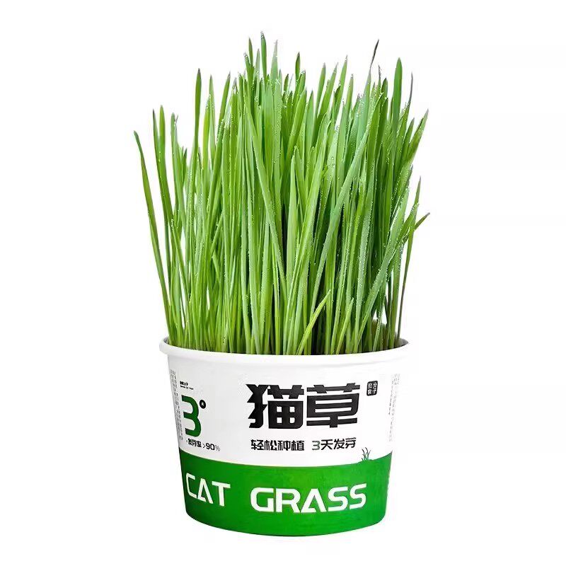 猫咪懒人泡面猫草宠物用品盆栽小猫专用化毛温和排毛非薄荷冻干幼