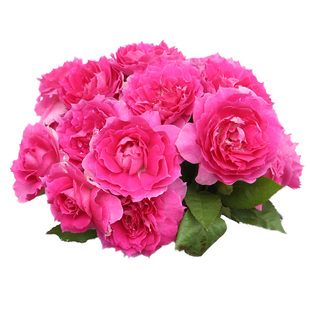 天狼月季天方夜谭庭院灌木多季浓香易养护观赏性花卉盆栽